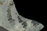Pennsylvanian Fossil Fern (Sphenopteris) Plate - Kentucky #138535-2